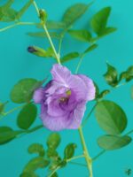 Nilkantha-Clitoria-Ternatea-Aparajita-Flower-3x4-Product-Peppyflora-01-v2-Moz