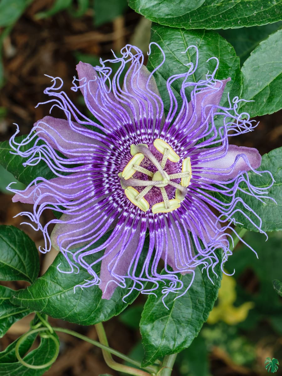 passion flower purple for sale | peppyflora®