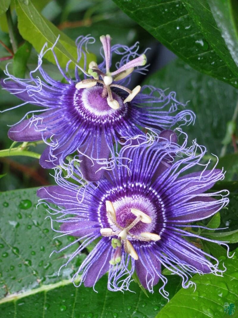 Passion-Flower-Purple-Passiflora-Incarnata-Maypop-3x4-Peppyflora-Product-01-b-Moz