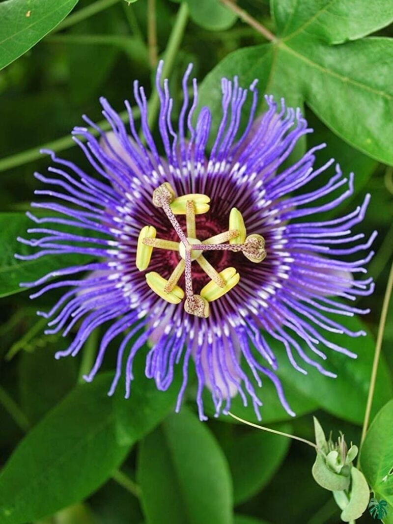 Passion Flower Purple Passiflora Incarnata Maypop 3X4 Peppyflora Product 01 C Moz