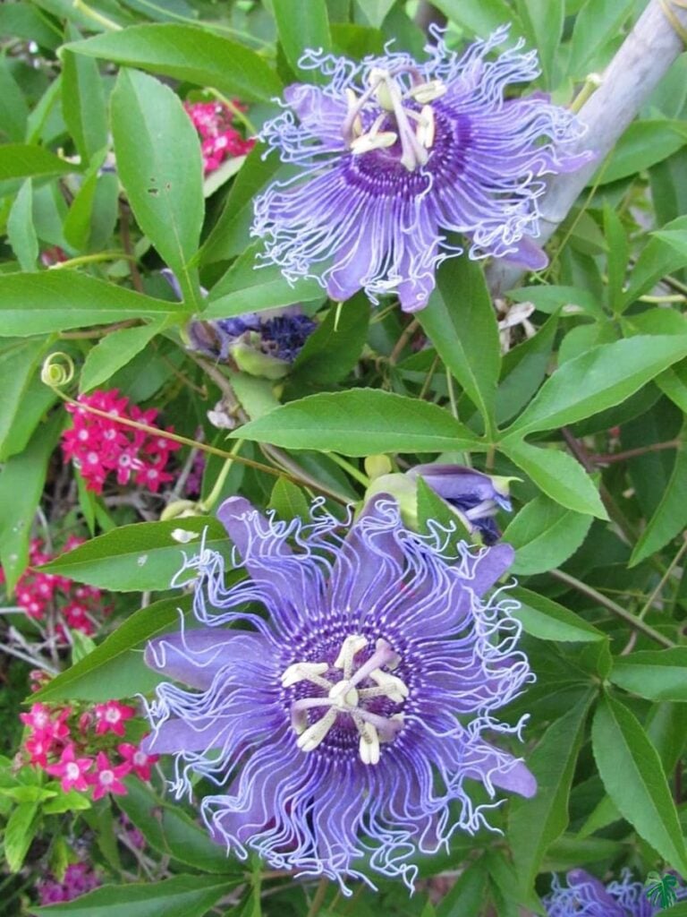 Where Can I Buy Passion Flower Buy Passion Flower Purple | Peppyflora®