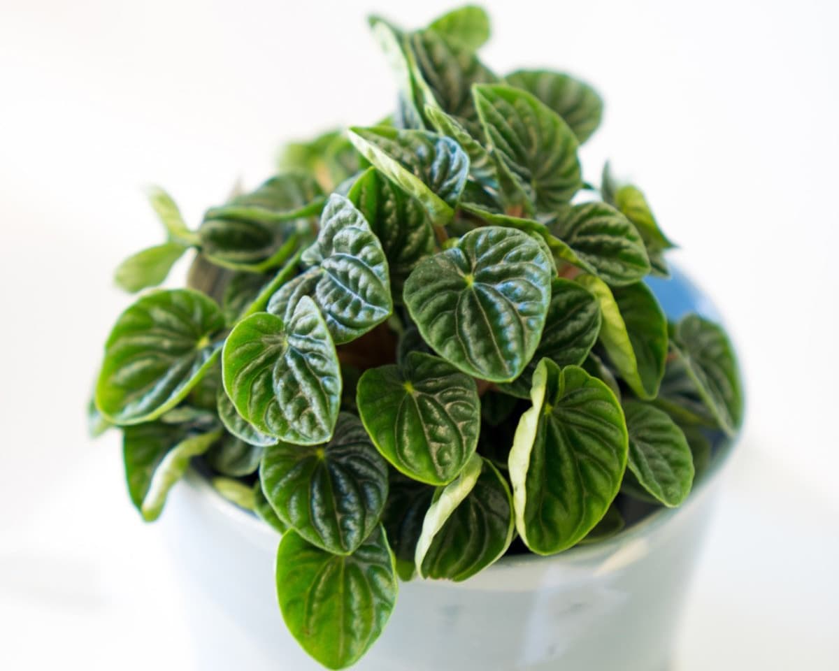 Peperomia cuspidilimba