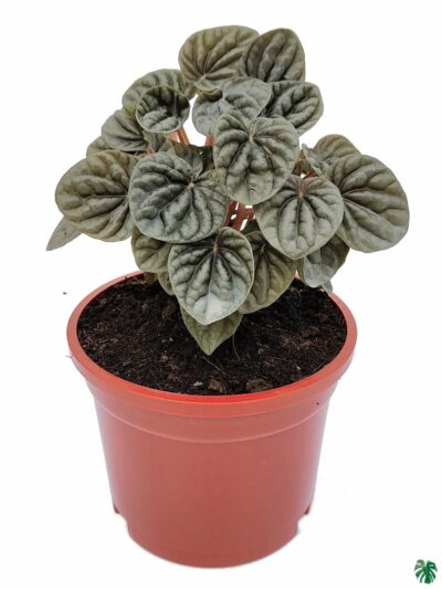 Peperomia-Silver-Ripple-Black-3x4-Product-Peppyflora-01-a-Moz