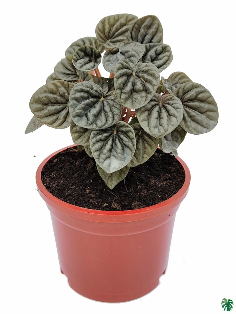 Peperomia Silver Ripple Black 3X4 Product Peppyflora 01 A Moz