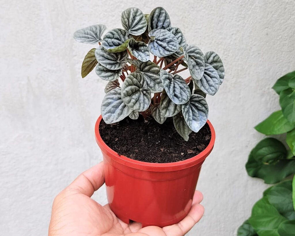 Peperomia-Silver-Ripple-Black-Peppyflora-Product-02-moz