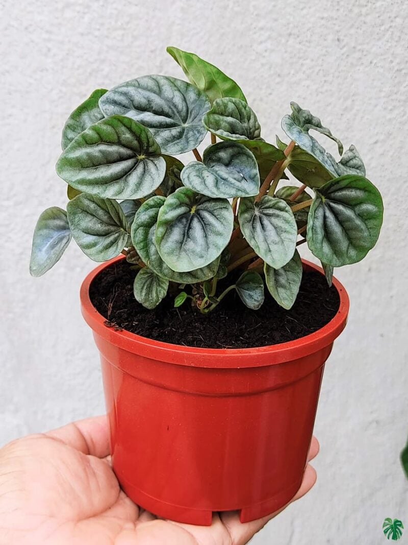 Peperomia Silver Ripple Green 3X4 Product Peppyflora 01 A Moz