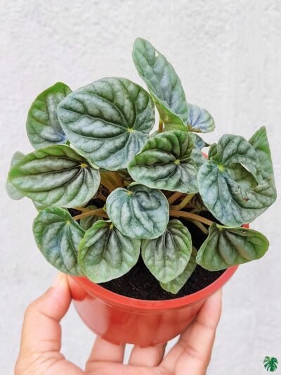 Peperomia-Silver-Ripple-Green-3x4-Product-Peppyflora-01-b-Moz