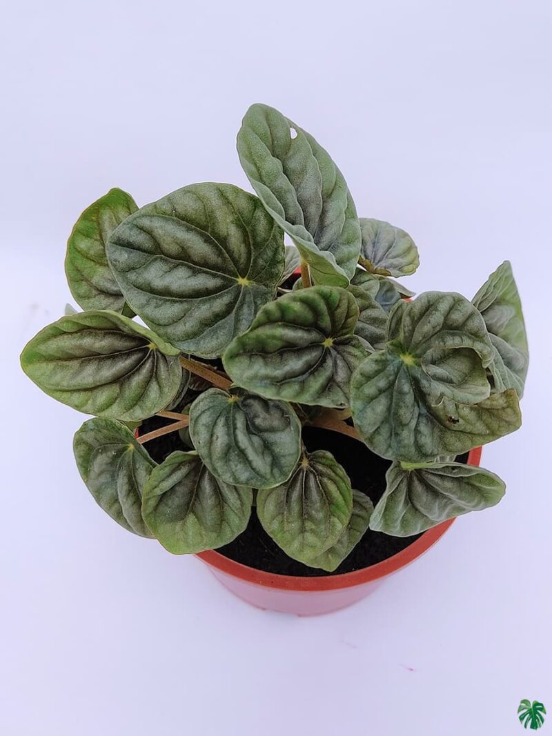 Peperomia-Silver-Ripple-Green-3x4-Product-Peppyflora-01-c-Moz