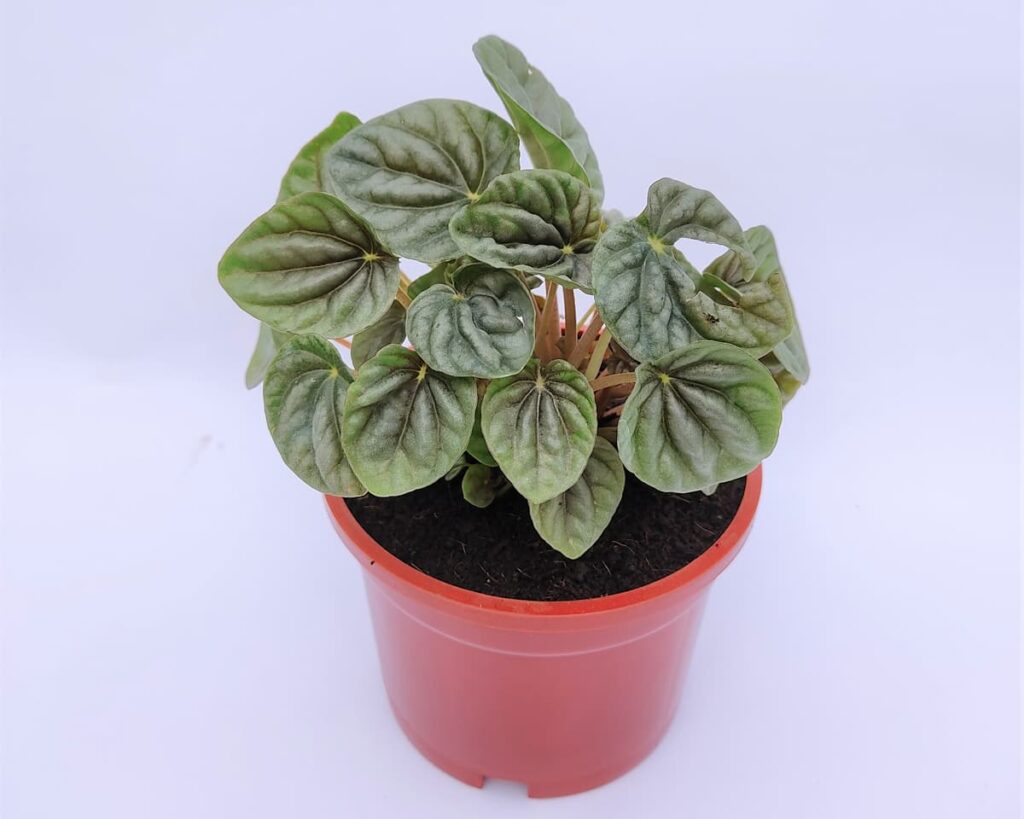 Peperomia-Silver-Ripple-Green-Peppyflora-Product-02-moz