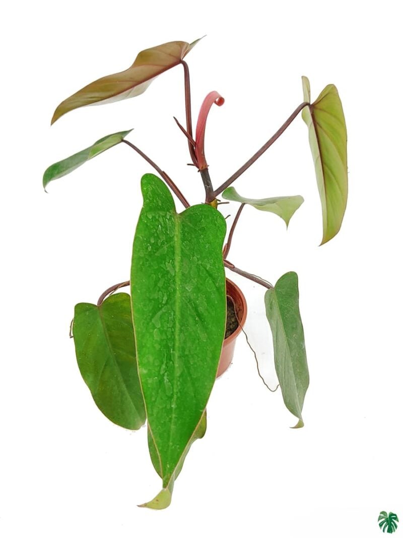 Philodendron Erubescens Hybrid 3X4 Product Peppyflora 01 A Moz