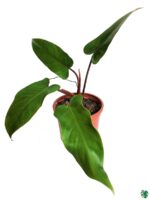 Philodendron-Erubescens-Hybrid-3x4-Product-Peppyflora-01-b-Moz