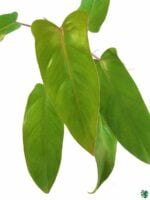 Philodendron-Erubescens-Hybrid-3x4-Product-Peppyflora-01-c-Moz
