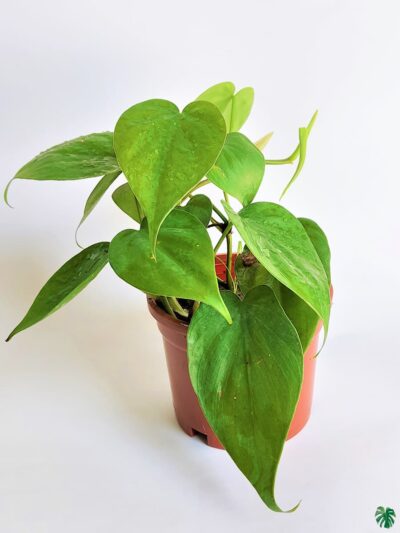 Philodendron-Oxycardium-Green-Vilevine-Scandens-3x4-Product-Peppyflora-01-a-Moz