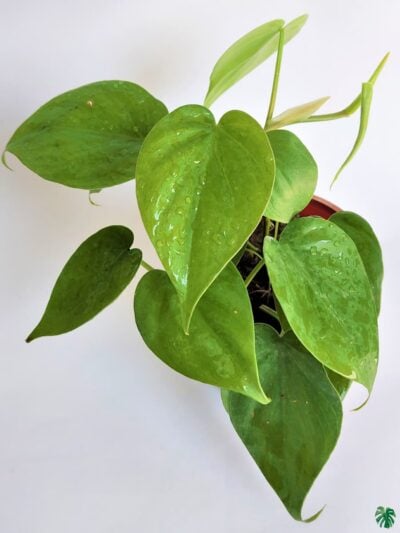 Philodendron-Oxycardium-Green-Vilevine-Scandens-3x4-Product-Peppyflora-01-b-Moz