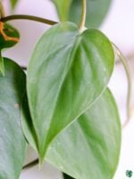 Philodendron-Oxycardium-Green-Vilevine-Scandens-3x4-Product-Peppyflora-01-c-Moz