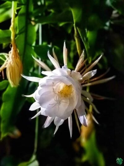 Queen Of The Night Epiphyllum Oxypetalum 3X4 Peppyflora Product 01 A Moz