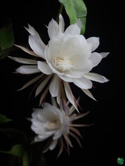 Queen Of The Night Epiphyllum Oxypetalum 3X4 Peppyflora Product 01 B Moz