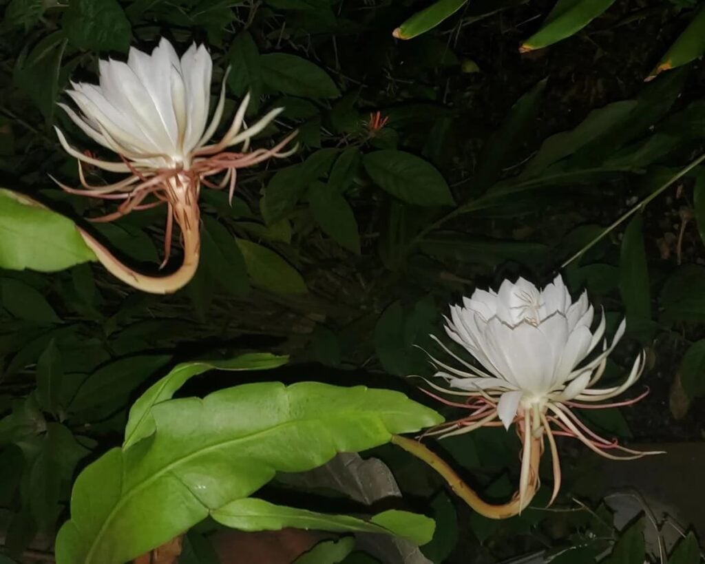 Queen Of The Night Epiphyllum Oxypetalum Peppyflora Product 02 Moz