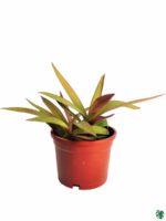 Rhoeo-Spathacea-Golden-Sitara-3x4-Product-Peppyflora-01-a-Moz