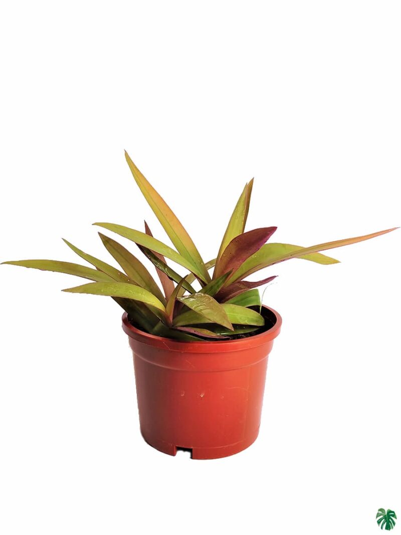 Rhoeo Spathacea Golden Sitara 3X4 Product Peppyflora 01 A Moz
