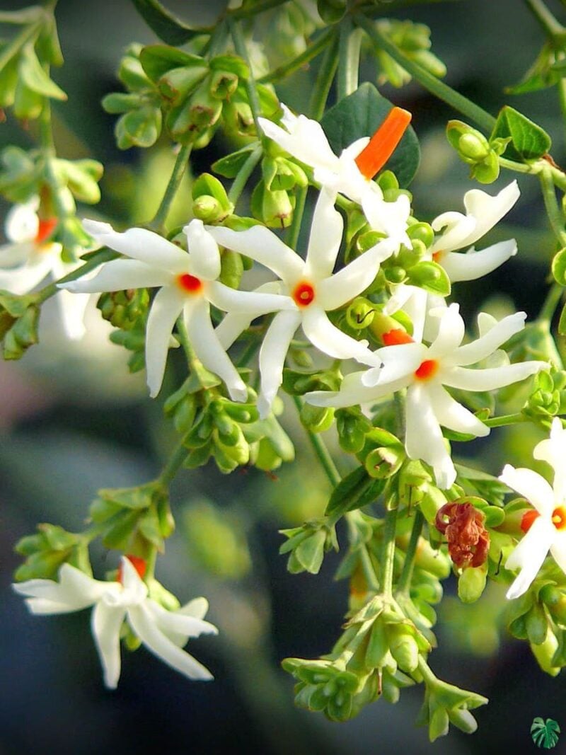 Shiuli Phool Harsingar Parijat Flower 3X4 Peppyflora Product 01 A Moz