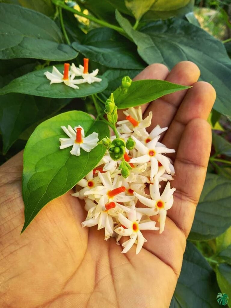 Buy Shiuli Phool - Harsingar - Parijat Flower Online | Peppyflora®