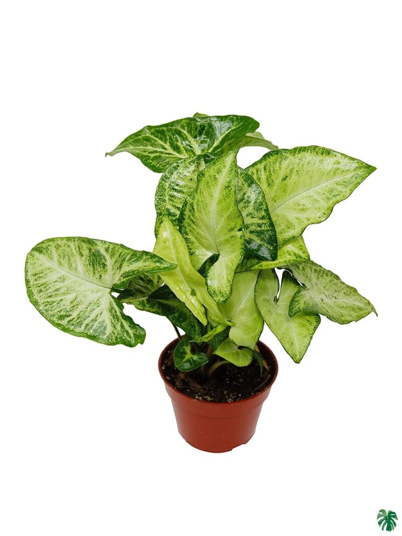 Syngonium White Butterfly Nephthytis 3X4 Product Peppyflora 01 A Moz