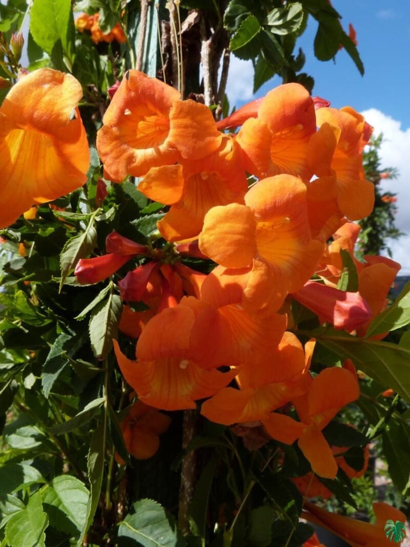 Tecoma Orange Jubilee Orange Bells 3X4 Product Peppyflora 01 A Moz