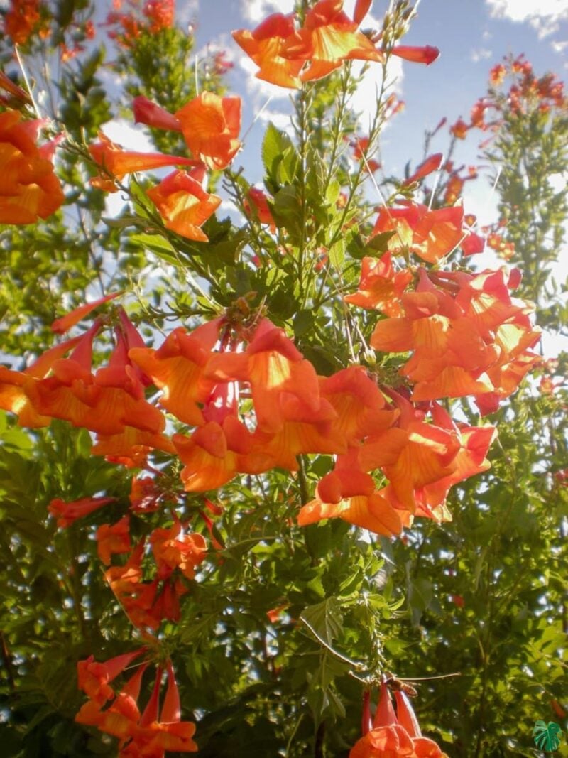 Tecoma-Orange-Jubilee-Orange-Bells-3x4-Product-Peppyflora-01-e-Moz