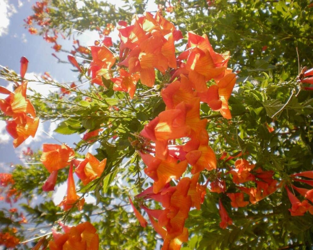 Tecoma Orange Jubilee Orange Bells Peppyflora Product 02 Moz