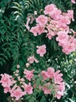 Tecoma-Pink-Trumpet-Vine-Podranea-Ricasoliana-3x4-Product-Peppyflora-01-a-Moz