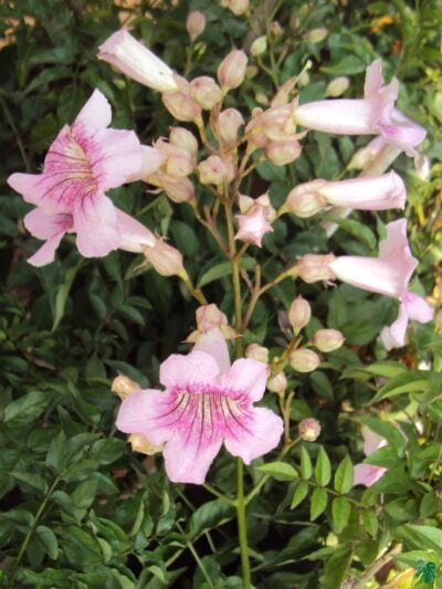 Tecoma Pink Trumpet Vine Podranea Ricasoliana 3X4 Product Peppyflora 01 B Moz