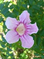 Tecoma-Pink-Trumpet-Vine-Podranea-Ricasoliana-3x4-Product-Peppyflora-01-c-Moz