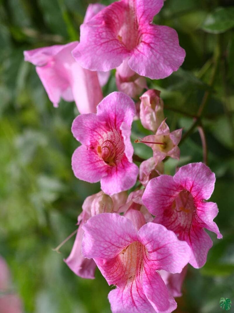 Tecoma-Pink-Trumpet-Vine-Podranea-Ricasoliana-3x4-Product-Peppyflora-01-d-Moz