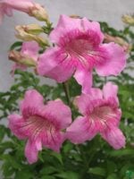 Tecoma-Pink-Trumpet-Vine-Podranea-Ricasoliana-3x4-Product-Peppyflora-01-e-Moz