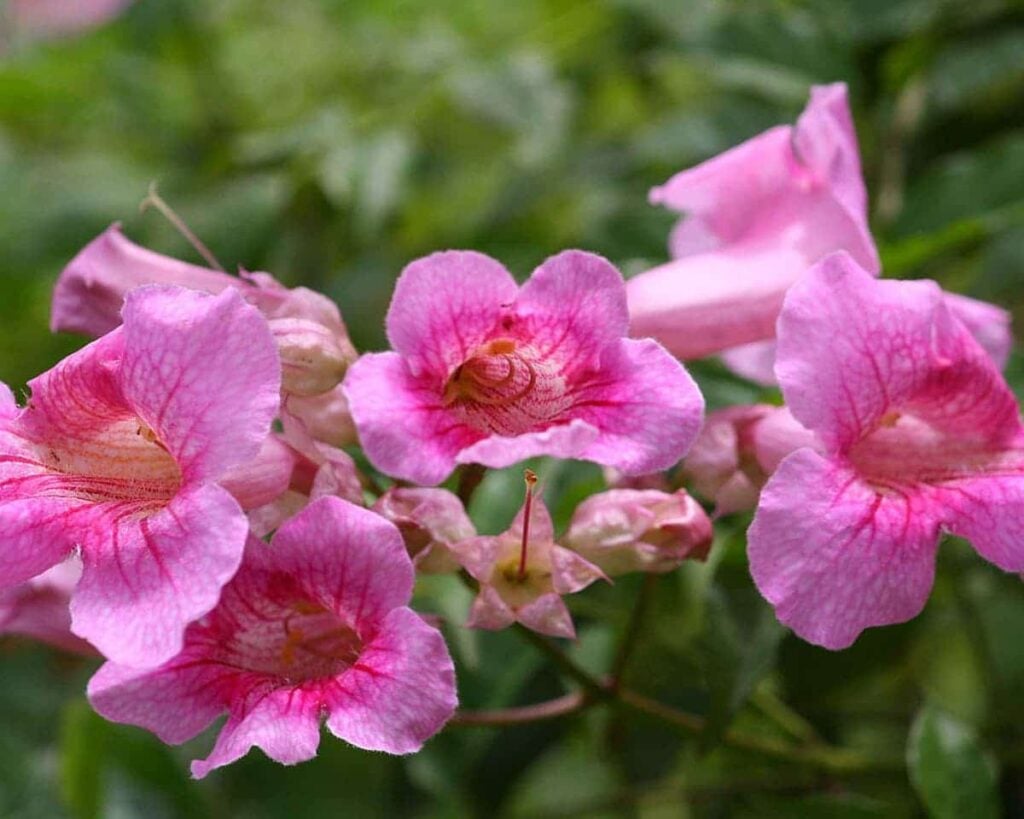 Tecoma-Pink-Trumpet-Vine-Podranea-Ricasoliana-Peppyflora-Product-02-moz