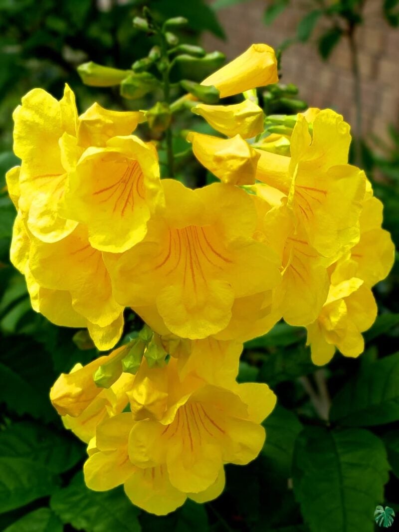 Tecoma Stans Yellow Bells 3X4 Product Peppyflora 01 A Moz