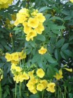 Tecoma-Stans-Yellow-Bells-3x4-Product-Peppyflora-01-b-Moz