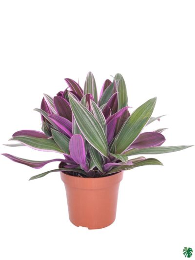 Tradescantia-Spathacea-Sitara-Plant-3x4-Product-Peppyflora-01-a-Moz