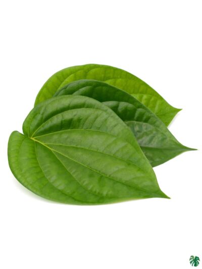 Betel-Leaf-Maghai-Paan-3x4-Product-Peppyflora-01-b-Moz