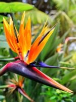 Bird-of-Paradise-Strelitzia-Reginae-3x4-Product-Peppyflora-01-a-Moz
