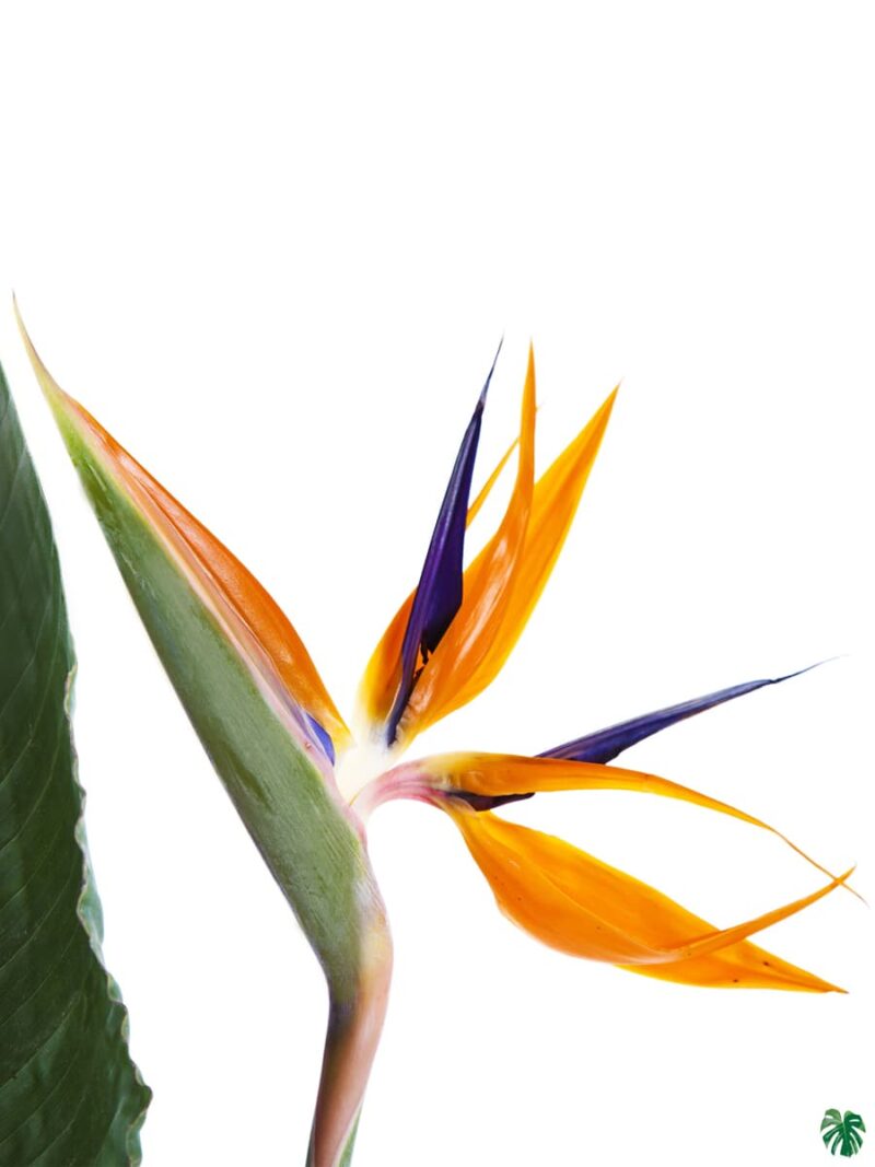 Bird-of-Paradise-Strelitzia-Reginae-3x4-Product-Peppyflora-01-b-Moz