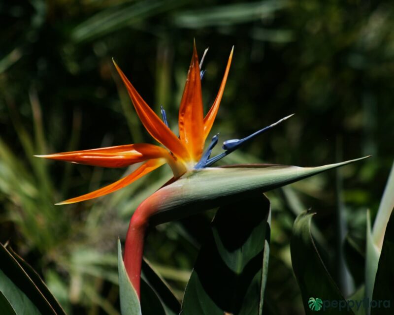 Buy Bird of Paradise - Strelitzia Reginae Online | Peppyflora®