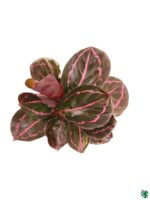 Calathea-Roseopicta-Dottie-3x4-Product-Peppyflora-01-c-Moz