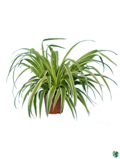 Chlorophytum-Ocean-Spider-Plant-3x4-Product-Peppyflora-01-a-Moz