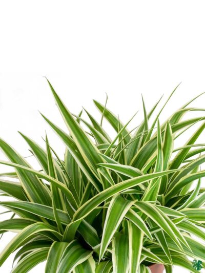 Chlorophytum-Ocean-Spider-Plant-3x4-Product-Peppyflora-01-b-Moz