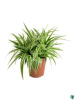 Chlorophytum-Ocean-Spider-Plant-3x4-Product-Peppyflora-01-c-Moz