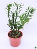 Devil's-Backbone-Euphorbia-Tithymaloides-Pedilanthus-3x4-Product-Peppyflora-01-a-Moz