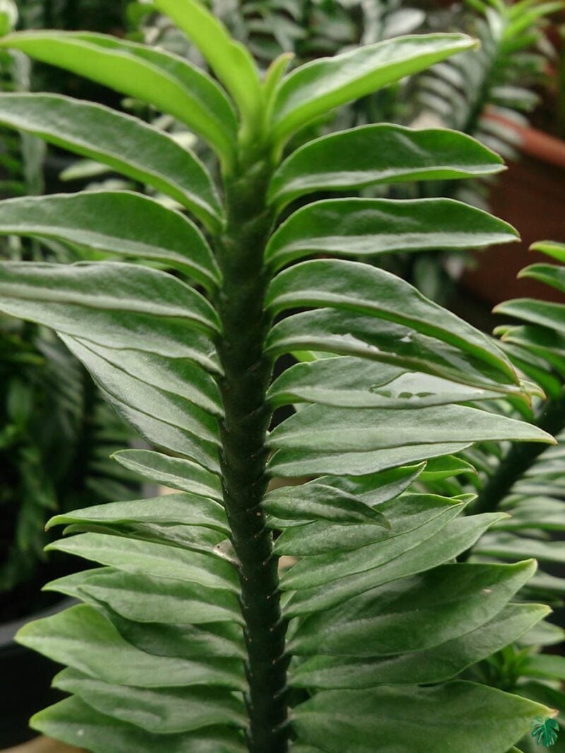 Devil's-Backbone-Euphorbia-Tithymaloides-Pedilanthus-3x4-Product-Peppyflora-01-b-Moz