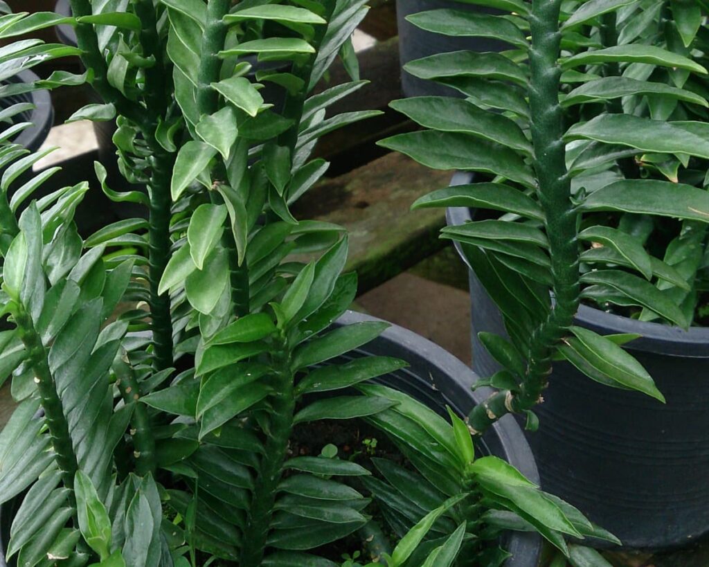 Devil'S Backbone Euphorbia Tithymaloides Pedilanthus Peppyflora Product 02 Moz
